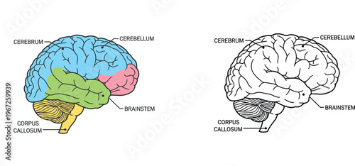 Anatomy of human brain diagram labeled with cerebrum, cerebellum, brainstem, and corpus callosum. Educational medical illustrations in color and black and white line art style.