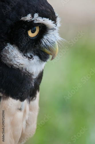 Spectacled owl on exhibit during an educational event