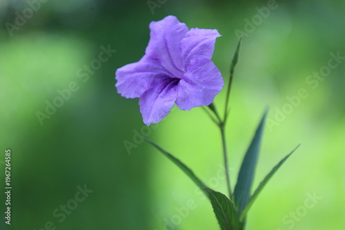An ornamental plant in a garden that is resistant to heat and drought
