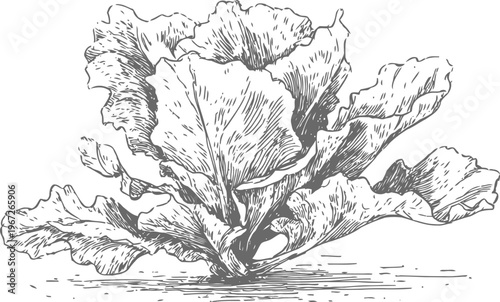 Vintage black and white lettuce illustration hand drawn leafy vegetable botanical art