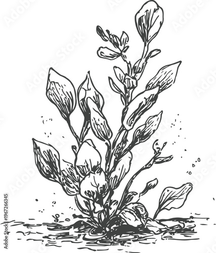 Hand drawn botanical sketch of wild plant with leaves and buds growing from soil detailed ink illustration