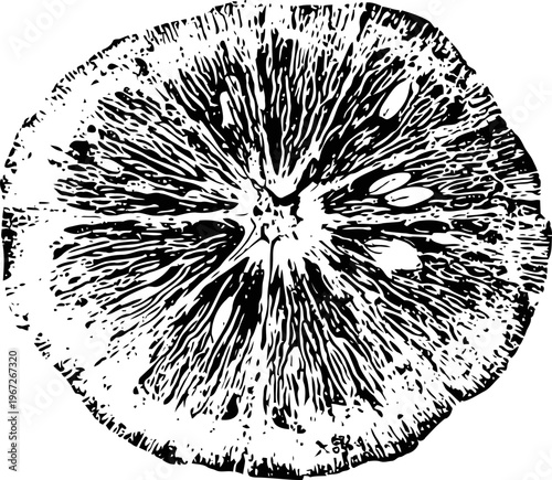 Detailed black and white orange slice illustration with visible pulp and seeds, vintage citrus fruit design