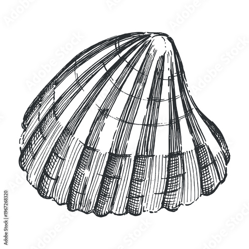 Hand-drawn illustration of a scallop or seashell isolated on a white background. Vector illustration for design and print.