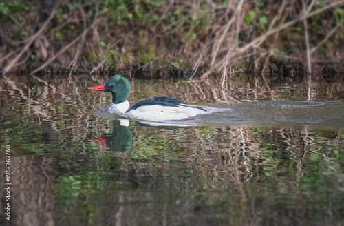 Common Merganser Duck Swims in a Pond
