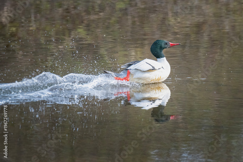 Common Merganser Duck Skims Across the Surface of a Pond