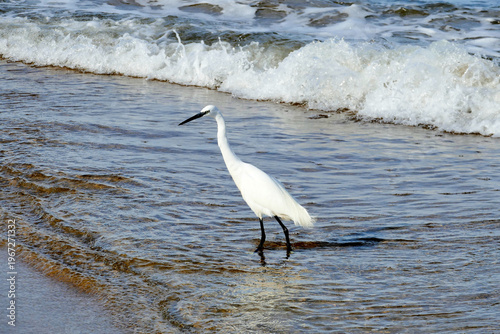 Reiher an der Costa Blanca