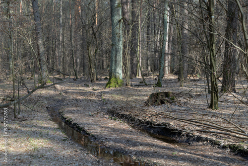 A forest path with bare trees in early spring