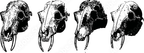 four black and white hand drawn saber tooth tiger skulls in different angled views
