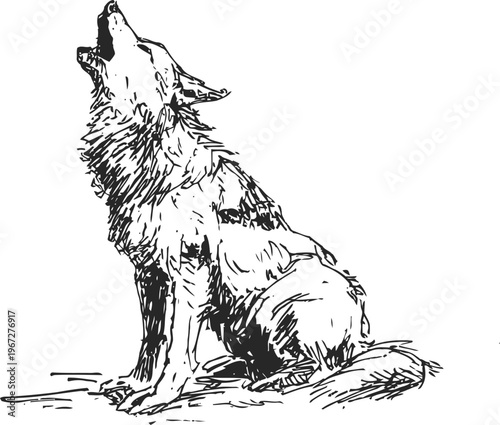 Howling wolf drawing wild animal sitting and ululating in nature black and white sketch illustration