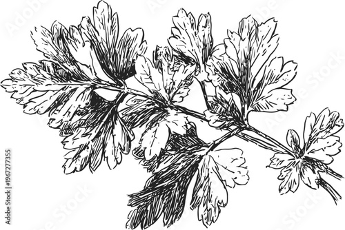 Vintage botanical illustration of parsley sprig with detailed leaves and stem design