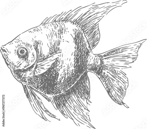 Vintage illustration of angelfish with detailed fins and scales in black and white