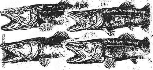 Vintage hand drawn muskellunge fish illustrations with open mouths and detailed scales