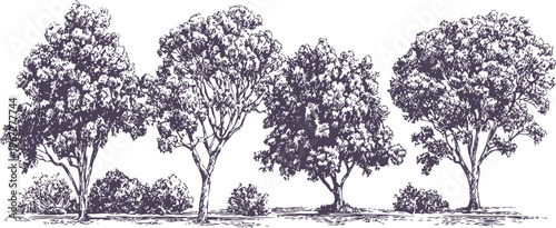Illustration of four leafy deciduous trees with dense foliage and underbrush in silhouette