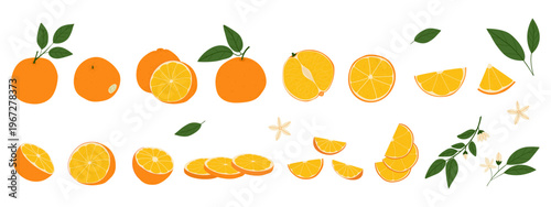 Big set of fresh orange fruits with leaves, various halves of slices, segments, cross sections, fragrant orange flowers and branches. Collection of ripe citrus elements in flat vector style