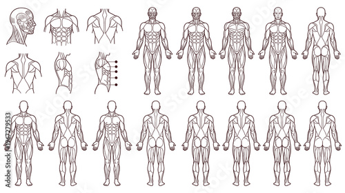 Human body anatomy with muscles diagram, full figures and specific views.