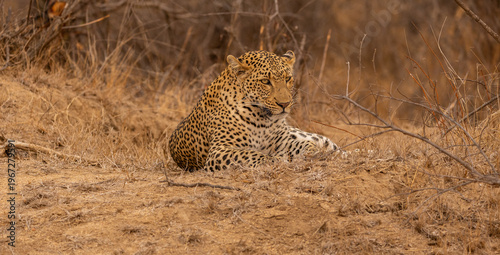 Close Up Portrait of a Male Leopard Lying Down in Kruger National Park, South Africa