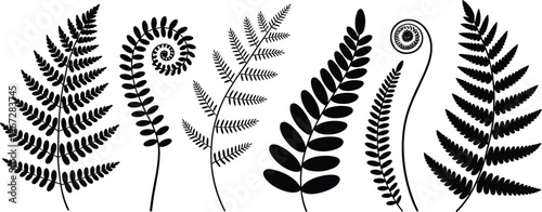 Black Silhouettes Of Various Fern Fronds And Spiraling Fiddleheads unfurling