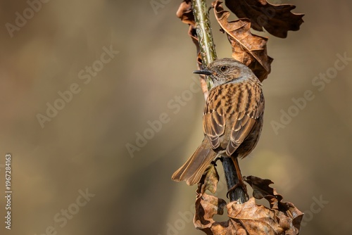 The dunnock, a brown and blue songbird, perching on a branch with dry leaves on a sunny spring day. Blurred background.