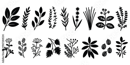 Collection Of Black Silhouette Botanical Elements And Herbs Keywords: silhouette, botanical, plant, leaf, leaves, branch, herb