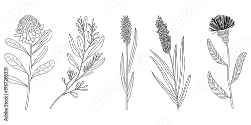 Five Outline Botanical Illustrations Of Flowers And Grasses Keywords: outline, botanical, illustration, flower, grass, plant