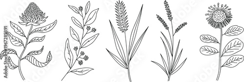 Five Line Art Botanical Illustrations Of Flowers And Grasses Keywords: line art, botanical, illustration, flower, grass, plant