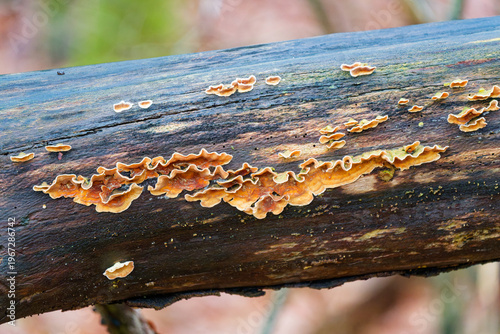 Schilderij op canvas Orange shelf fungi growing on a decaying tree branch in natural forest environme
