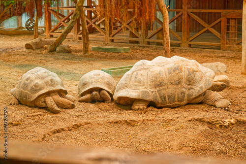 Fotografie Group of large tortoises turtles resting on dry soil in a naturalistic enclosure