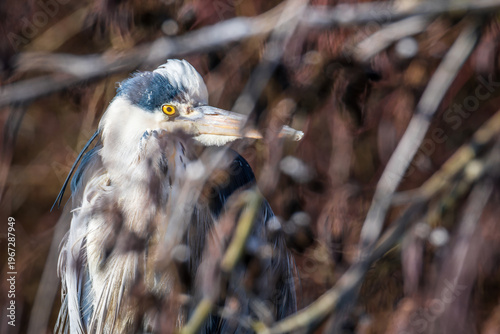 Grey heron hidden in reeds with natural camouflage in wetland habitat