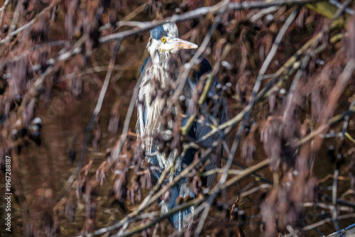 Grey heron hidden in reeds with natural camouflage in wetland habitat