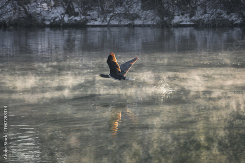 Cormorant flying low over misty river with reflection in soft morning light