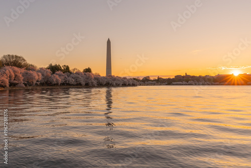 Quadro su tela Sunrise Over Tidal Basin in Spring During Cherry Blossom Peak Bloom in Washingto