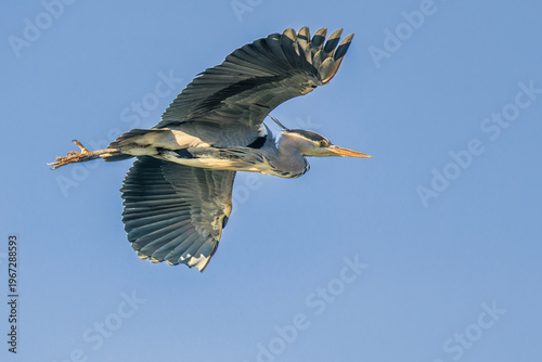 Grey heron in flight against clear blue sky with copy space
