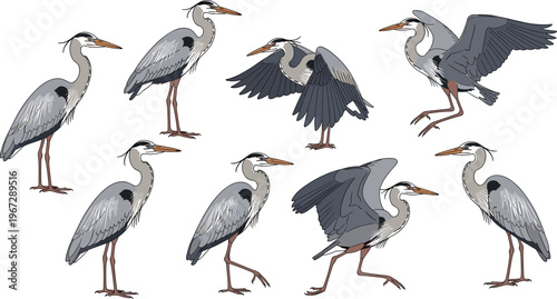 Heron Bird Illustrations Set in Various Poses for Nature, Wildlife, and Avian Art Design
