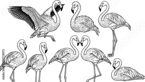 Flamingo Illustrations Set in Various Poses for Nature, Wildlife, and Avian Art Design