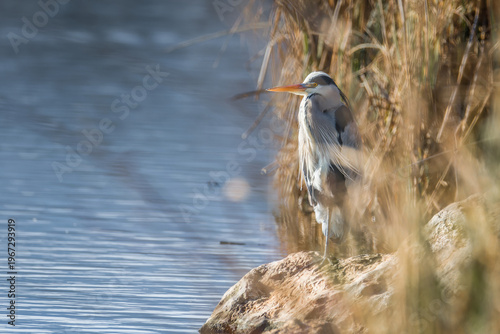 Grey heron standing at water edge in natural habitat with soft foreground