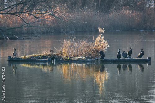 Group of cormorants resting on small island in calm river with soft light