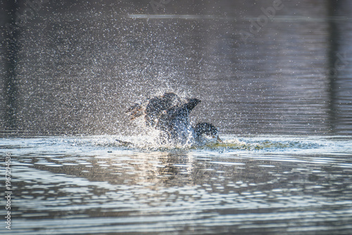 Cormorant diving into water with splash and dynamic motion