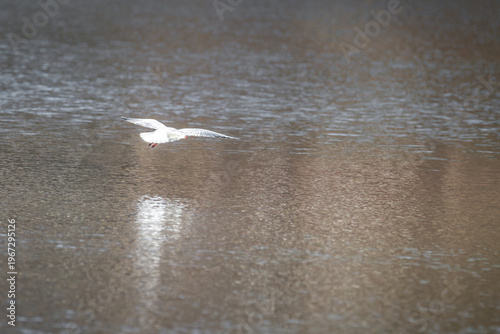 Seagull flying low over calm water with reflection