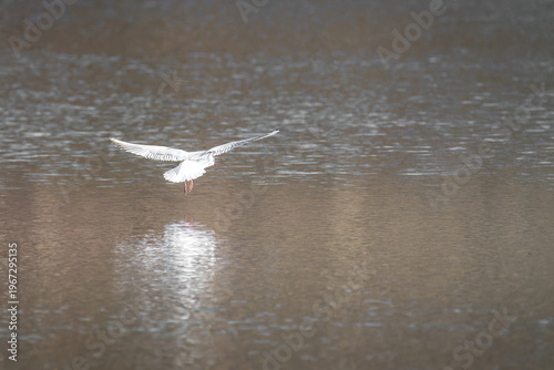 Seagull flying low over calm water with reflection