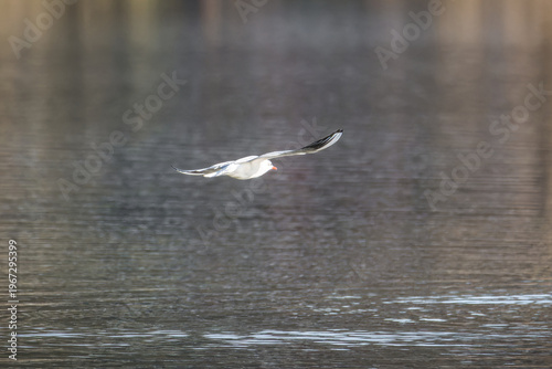 Seagull flying low over calm water with reflection