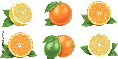 Collection of Oranges, Lemons, and Limes with Sliced Fruit and Green Leaves for Healthy Food, Beverage, and Nature Illustrations