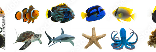 Various ocean creatures on white background fish shark
