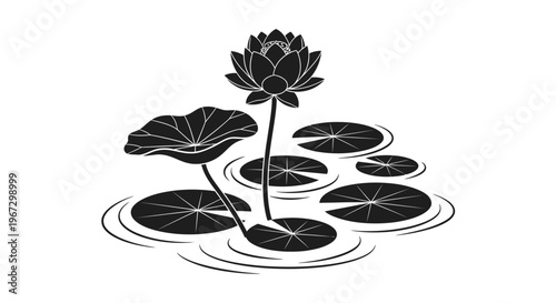 Black and white lotus flower plant.