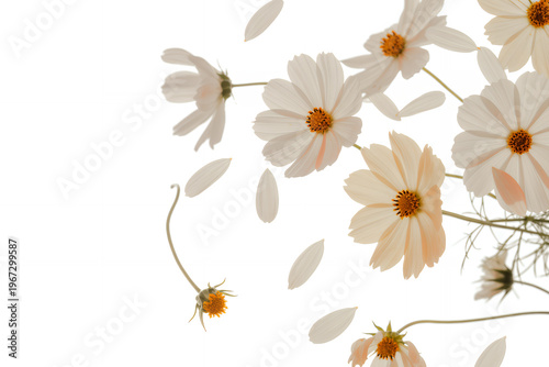 White and orange flowers with petals floating on white background white flowers