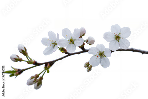 White cherry blossoms on branch with green stems and buds white flowers