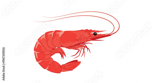 Vibrant red shrimp or prawn shown in a curved swimming position with long antennae and detailed shell segments on a white background.