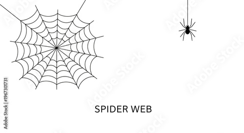 Minimalist spider web vector illustration, black cobweb and hanging spider on white background, spooky Halloween graphic elements