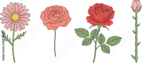 Floral Collection Featuring Pink Daisy, Rose, and Bud Flower Illustrations, Perfect for Spring, Botanical, and Wedding Designs