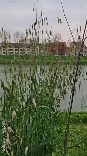 Tall wild grass growing along the riverbank, swaying in the wind. Cloudy sky, urban nature, spring landscape, urban greenery, and waterfront atmosphere.