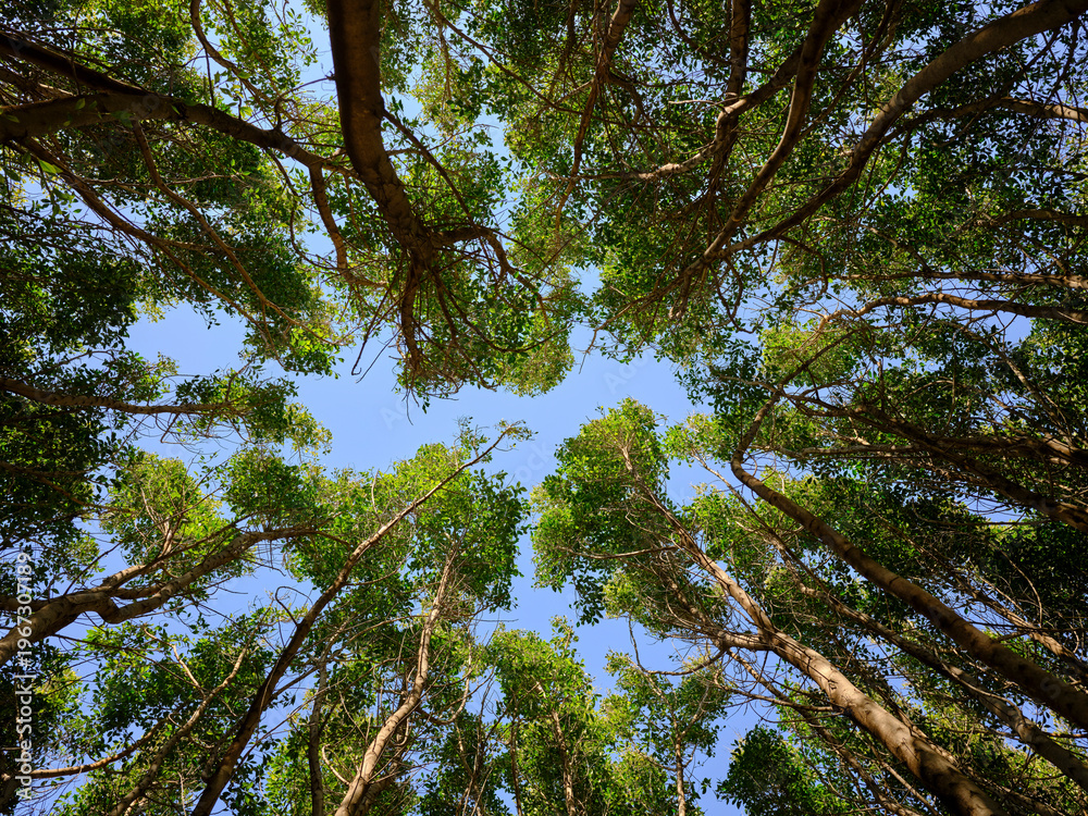 Fototapeta premium Forest landscape with sky peeking through branches